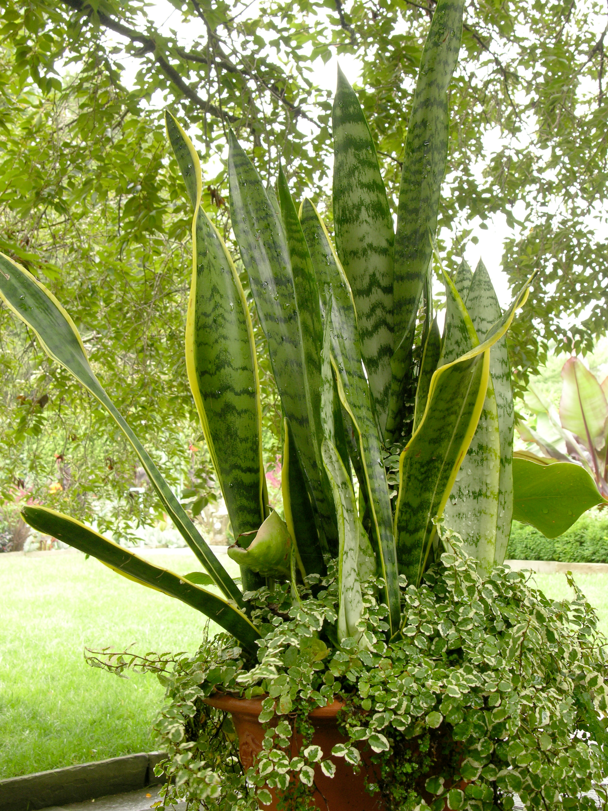 Sansevieria Trifasciata